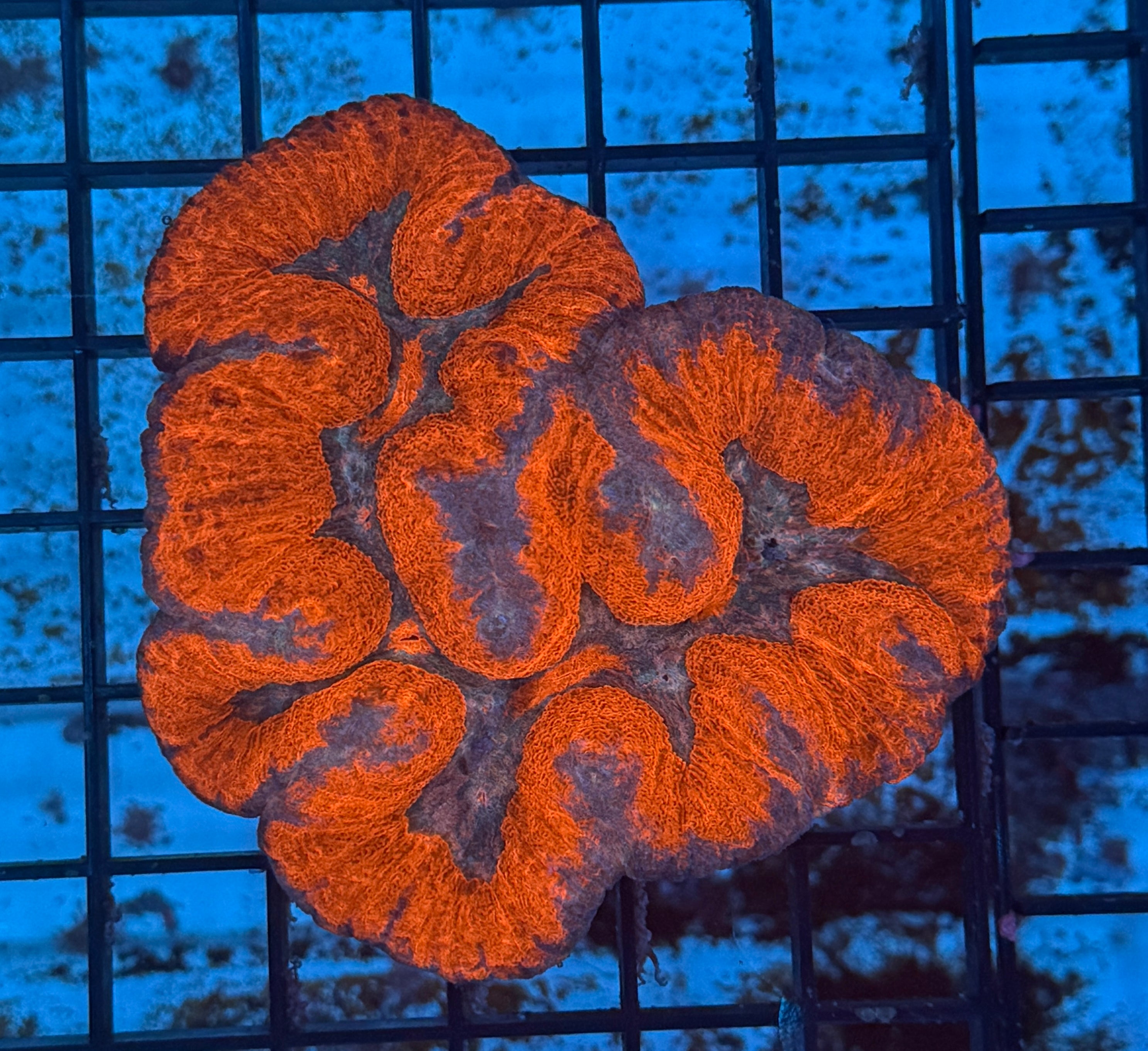 Lobophyllia Ultra Open Brain Coral