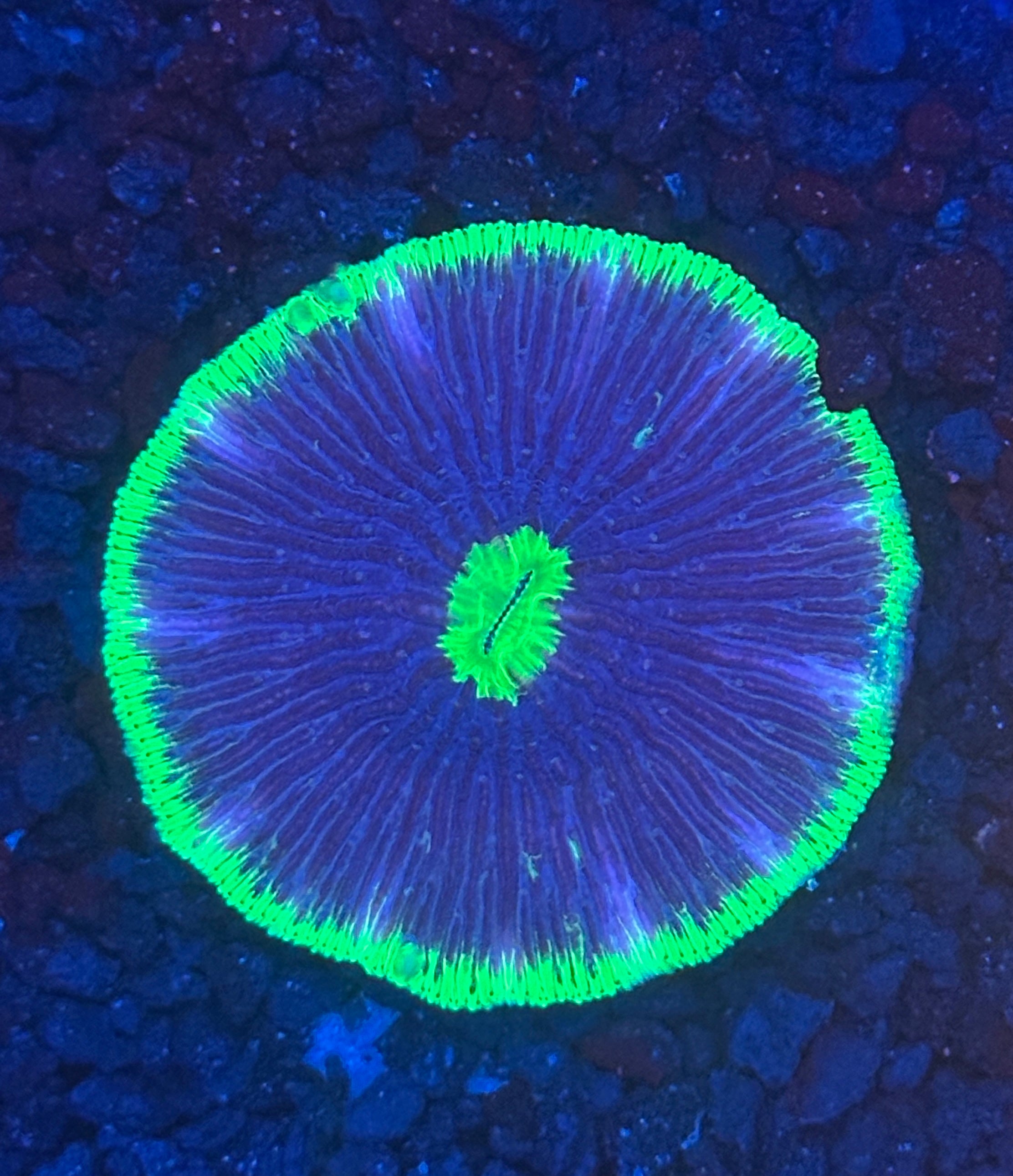 Kiwi Lime Plate Coral